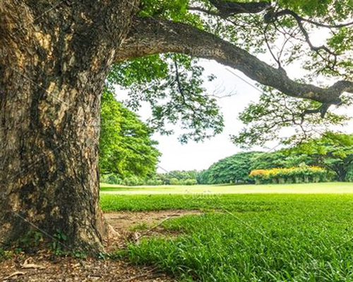 Lush Green Campus